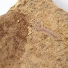 Cambrian fossil Cricocosmia jinningensis , professional teaching #w24