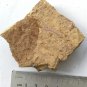 #Cambrian fossil Cricocosmia jinningensis , professional teaching #w24