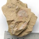 Cambrian fossil Tuzoia tylodesa , professional teaching #w27
