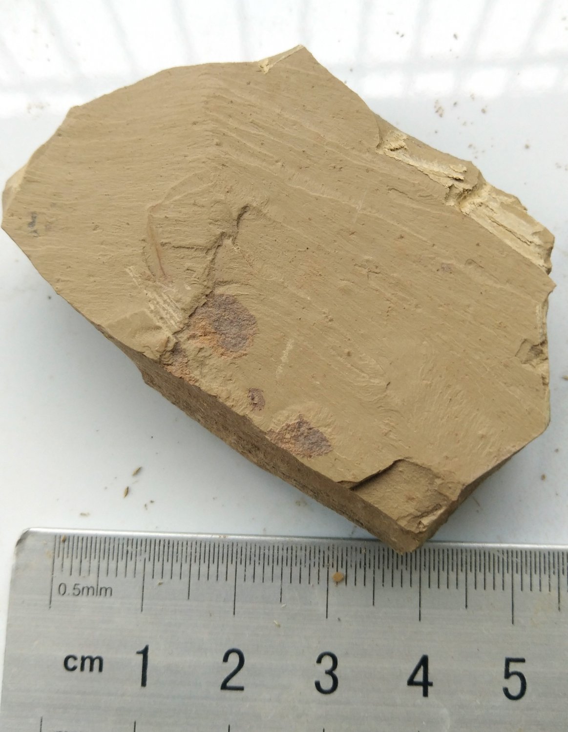 Cambrian fossil unknown , professional teaching #w28