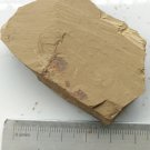 Cambrian fossil unknown , professional teaching #w28