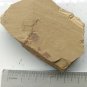 Cambrian fossil unknown , professional teaching #w28