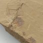 Cambrian fossil unknown , professional teaching #w28