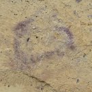 Cambrian fossil sponge, professional teaching,cool #w29