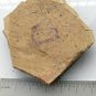 Cambrian fossil sponge, professional teaching,cool #w29