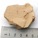 Cambrian fossil unknown , professional teaching #w30