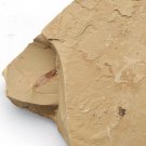 Cambrian fossil Cricocosmia jinningensis , professional teaching #w31
