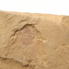 Cambrian fossil Heliomedusa orienta , professional teaching #w32