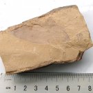 Cambrian fossil Vetulicola neg , professional teaching,cool #w34