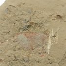 Cambrian fossil Isopyx curvirostratus  , professional teaching #w35
