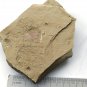 #Cambrian fossil Isopyx curvirostratus , professional teaching #w35