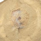 Cambrian fossil unknown , professional teaching #w36