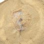 Cambrian fossil unknown , professional teaching #w36