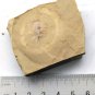 Cambrian fossil unknown , professional teaching #w36
