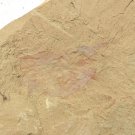 Cambrian fossil Isopyx curvirostratus  , professional teaching #w38
