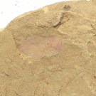 Cambrian fossil Isopyx curvirostratus  , professional teaching #w41