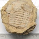 Cambrian fossil trilobite Redlichia mansuyi , professional teaching #w42