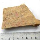 Cambrian fossil Vetulicola neg , professional teaching,cool #w43