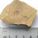 Cambrian fossil unknown , professional teaching #w46