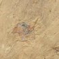 Cambrian fossil unknown , professional teaching #w46