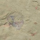 Cambrian fossil unknown , professional teaching #w47