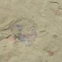 Cambrian fossil unknown , professional teaching #w47
