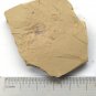 Cambrian fossil unknown , professional teaching #w47