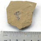 Cambrian fossil unknown , professional teaching #w48