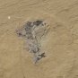 Cambrian fossil unknown , professional teaching #w48