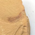 Cambrian fossil Leanchoilia illecebrosa , professional teaching #w49