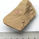 Cambrian fossil Isopyx curvirostratus  , professional teaching #w51