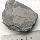 Cambrian fossil Trilobite Malungia laevigata ,very cool #w52