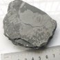 Cambrian fossil Trilobite Malungia laevigata ,very cool #w52