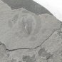 Cambrian fossil Trilobite Malungia laevigata ,very cool #w52