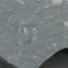 Cambrian fossil Trilobite Malungia laevigata ,very cool #w54