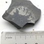 #Cambrian fossil Trilobite Malungia laevigata ,very cool #w54
