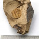 Cambrian fossil Trilobite unknown ,very cool #w61