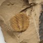 Cambrian fossil Trilobite unknown ,very cool #w61