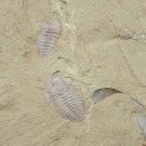Cambrian fossil Trilobite Palaeolenus lanlenoisi, very cool #w62