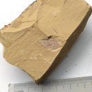 Cambrian fossil Isopyx curvirostratus  , professional teaching #w64