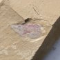#Cambrian fossil Isopyx curvirostratus  , professional teaching #w64