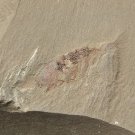 Cambrian fossil unknown , professional teaching #w65