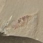 Cambrian fossil unknown , professional teaching #w65