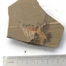 Cambrian fossil Leanchoilia illecebrosa , professional teaching #w68