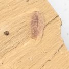 Cambrian fossil Leanchoilia illecebrosa neg, professional teaching #w70