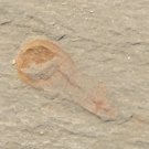 Cambrian fossil Sicyophorus rara, professional teaching #w73