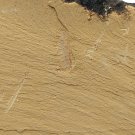 Cambrian fossil Leanchoilia illecebrosa , professional teaching #w74
