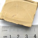 Cambrian fossil Leanchoilia illecebrosa , professional teaching #w75
