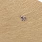 #Cambrian fossil Bradoriida , professional teaching #w90