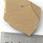 #Cambrian fossil Bradoriida , professional teaching #w90